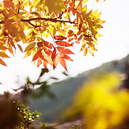 秋の風景：イメージ