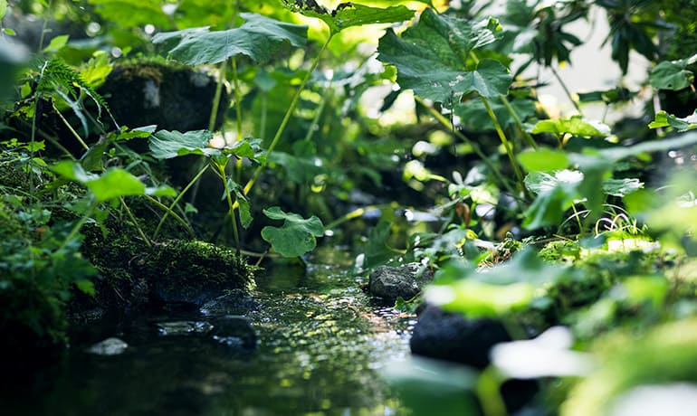 夏の風景：イメージ